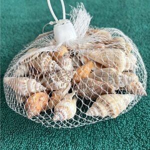 Seashells- Natural and White